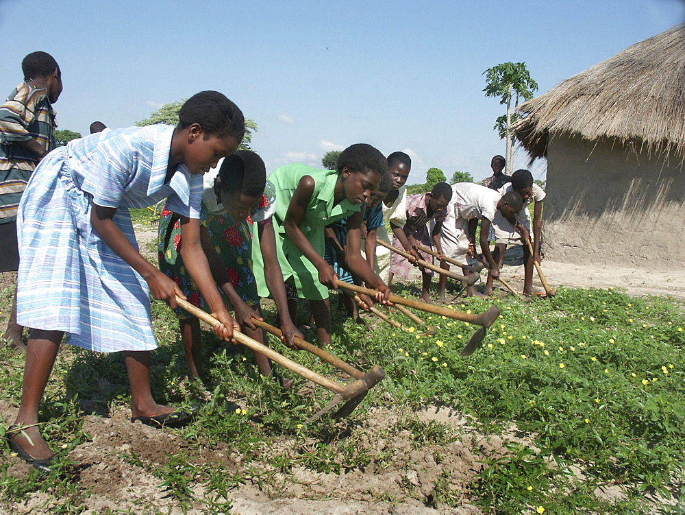 Zambia girls hoeing field together. Kaunga mashi, shangombo district. The area had suffered drought and severe food shortages during the previous 2 years