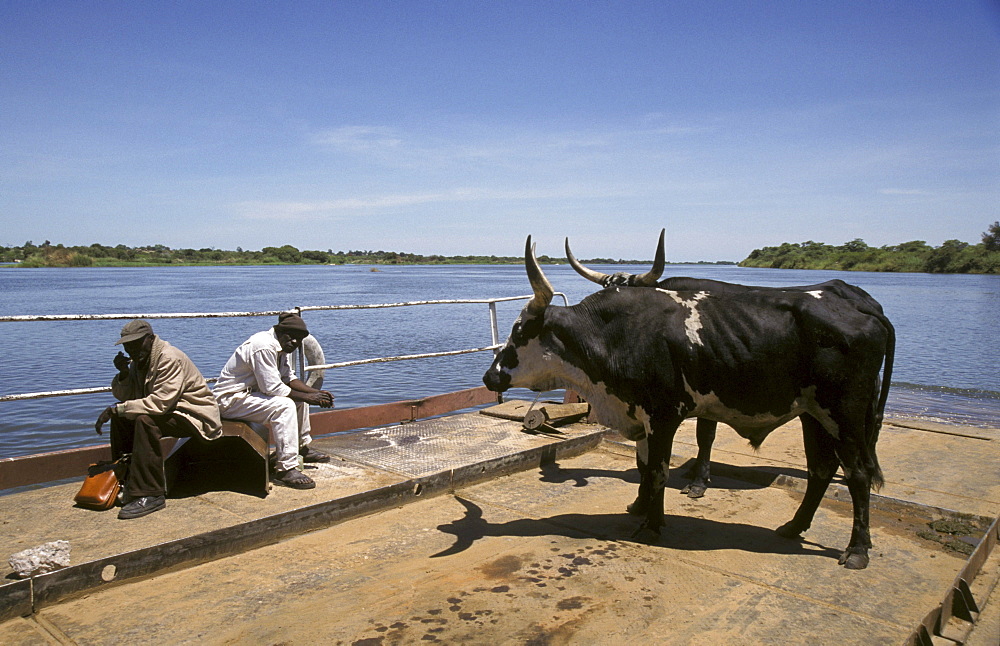 Zambia cows and men crossing the zambezi river in shangombo