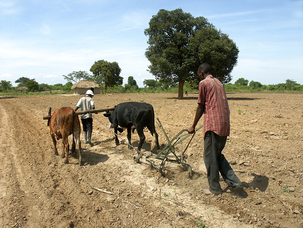 Zambia man using the mugoye ripper (an alternative to the plough) which has less destructive impact on the soil. Near lusaka