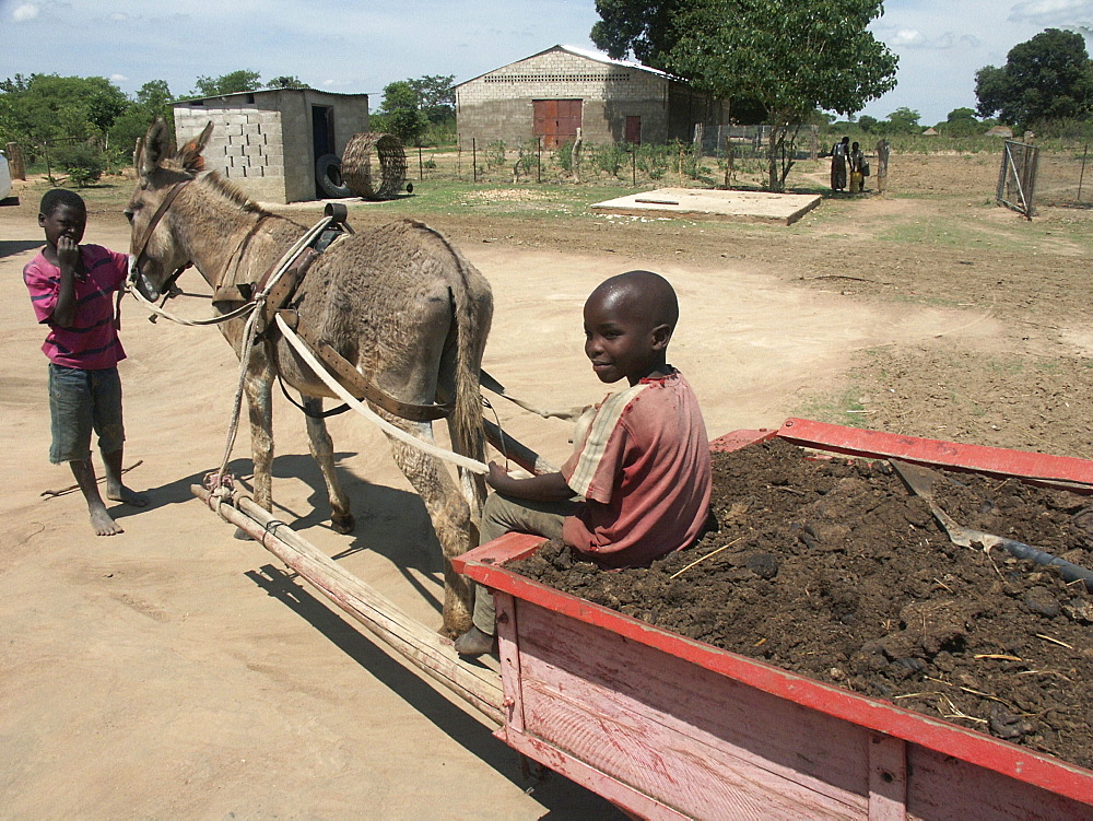 Zambia boys pulling a cart of compost, near lusaka