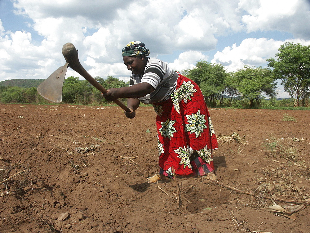 Zambia rita hamusokwe (58), farmer of chikwela village, chongwe, cultivating her field