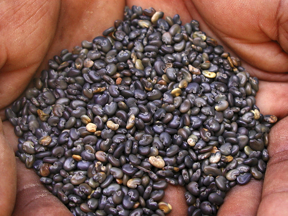 Zambia sun hemp (black), soil fertilizer & green manure