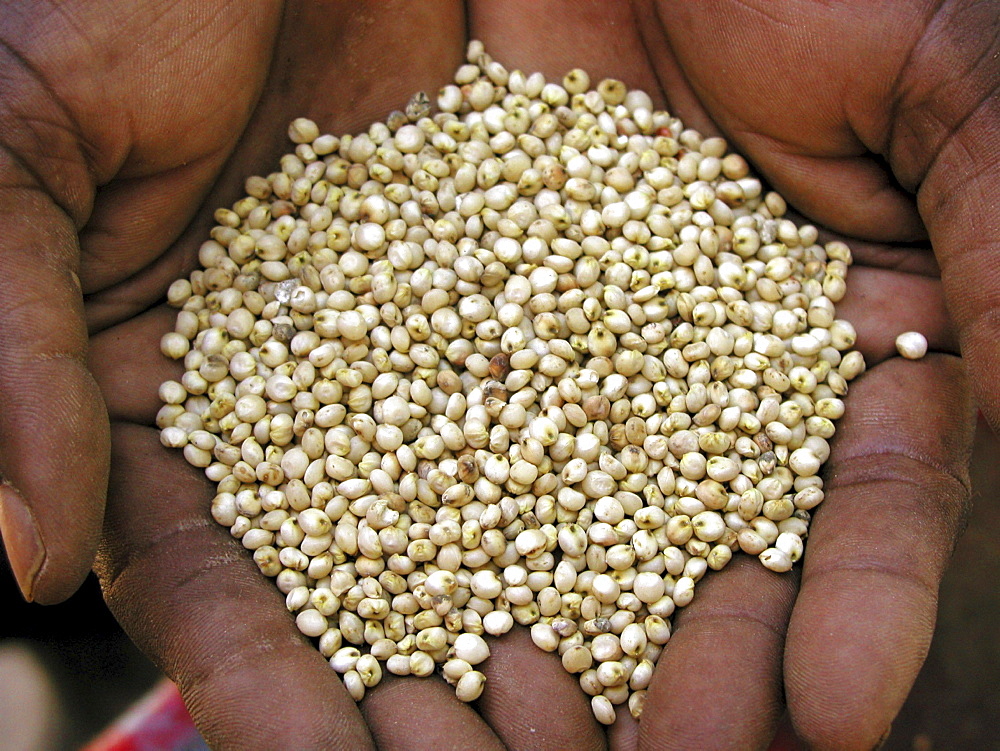 Zambia sorghum, for food staple for making nshima (drink)