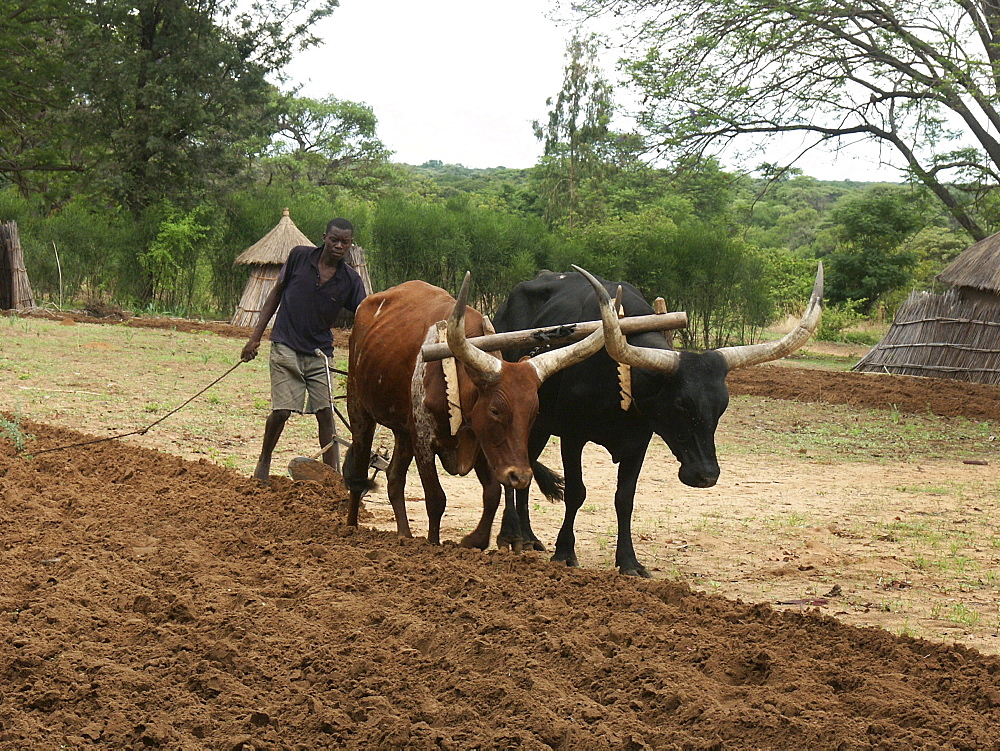 Zambia farmer ploughing field, shangombo