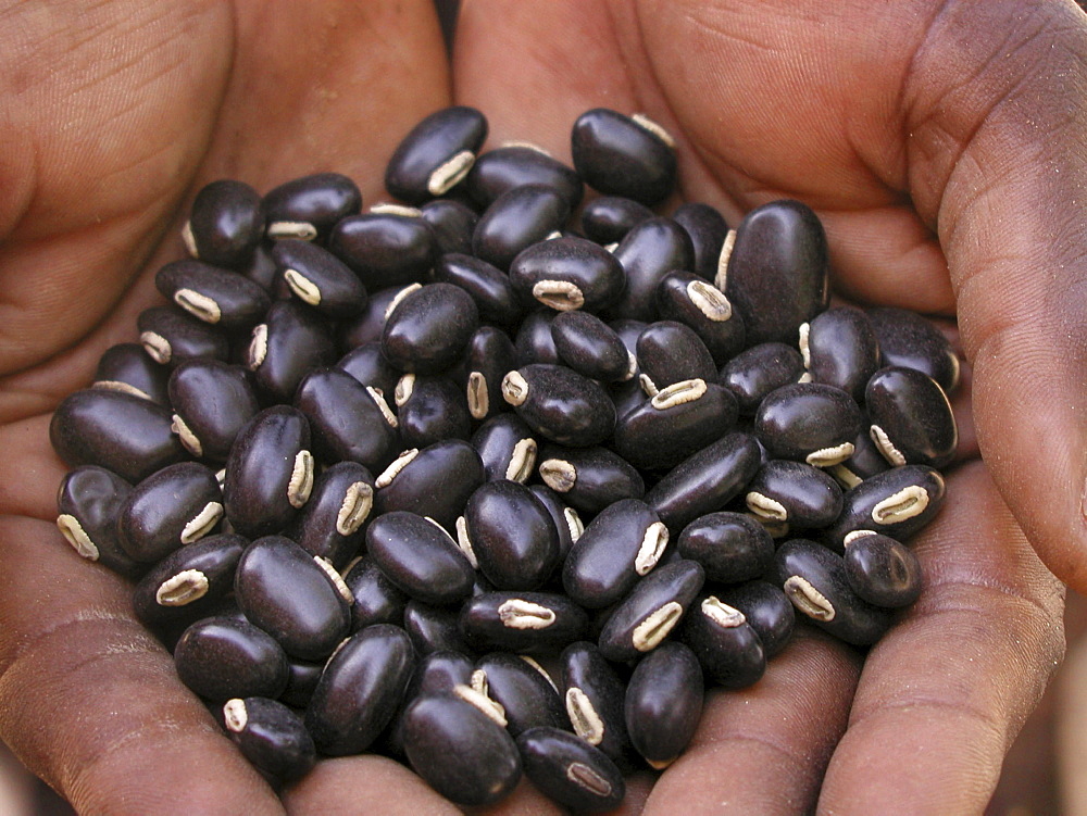 Zambia black velvet beans, improves soil fertility & edible if prepared