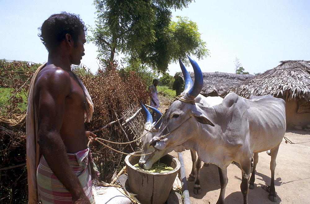 India - farming: man feeding his cattle. Sukkavalevalasu, tamil nadu