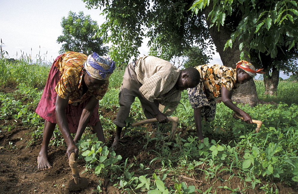 Ghana family cultivating beans bongo village bolgatanga