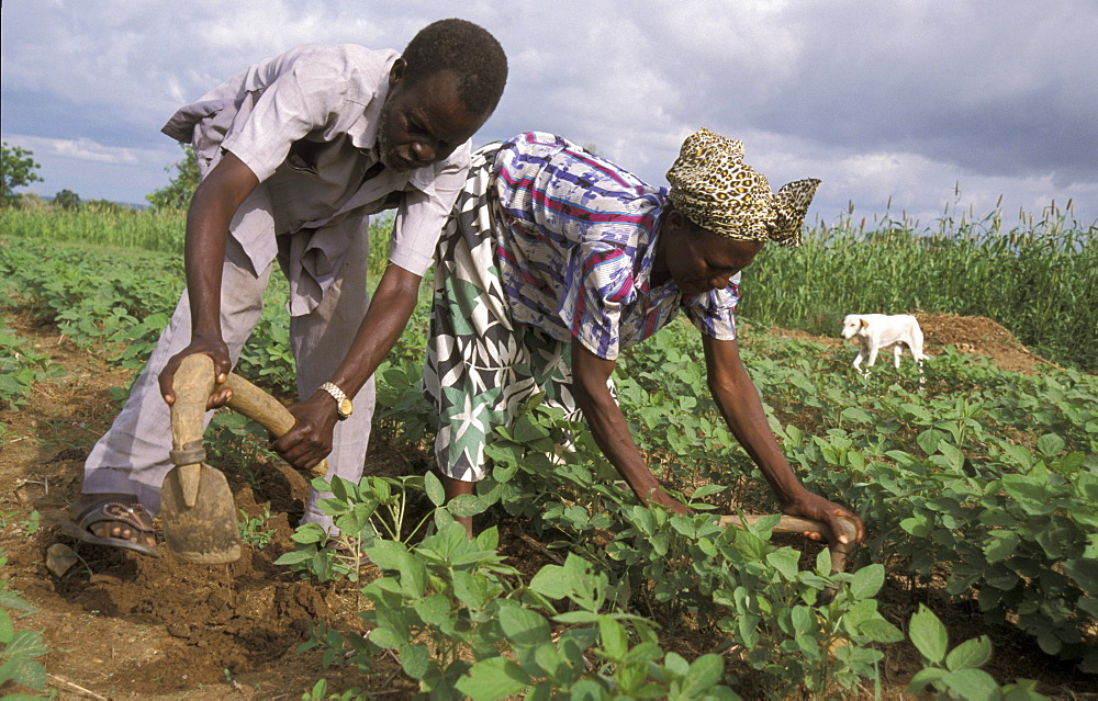 Ghana farmers of bongo, bolgatanga cultivating beans are beneficiaries of a protein nutrition project