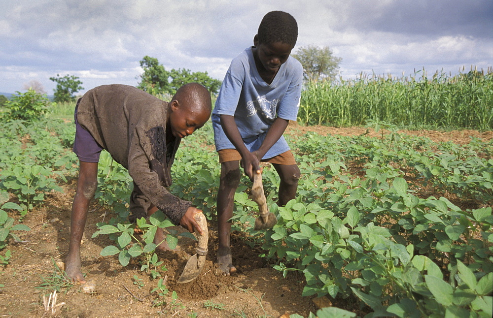 Ghana of bongo, bolgatanga cultivating beans