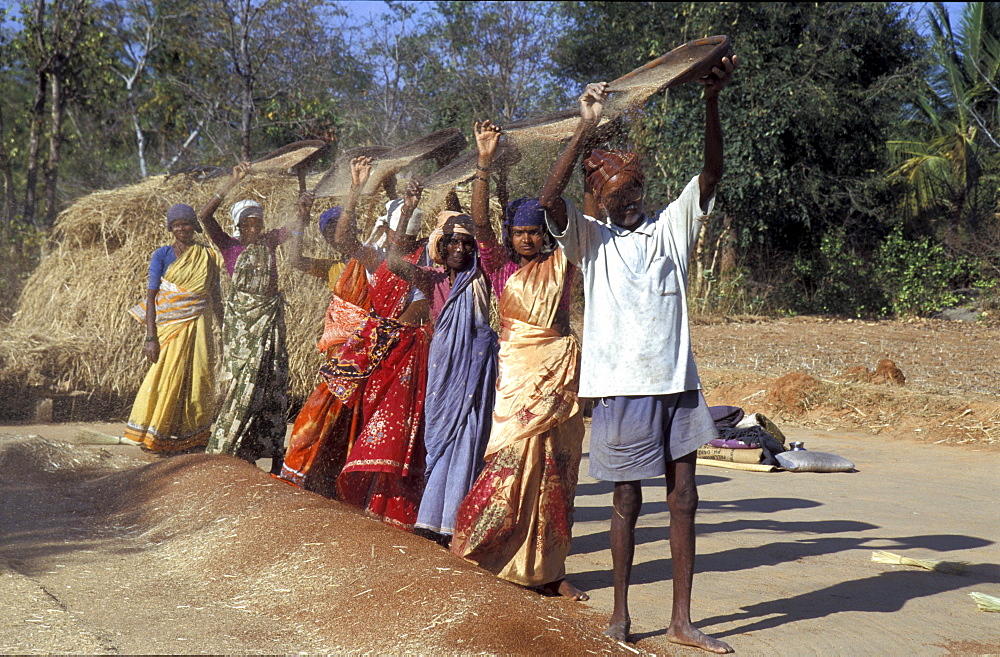 India nrarayanappa, front,threshing finger millet harvest, krishnapura village, kolar district, karnataka