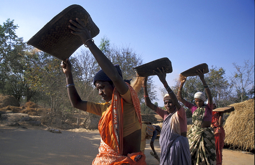 India winnowing finger millet harvest, krishnapura village, kolar district, karnataka