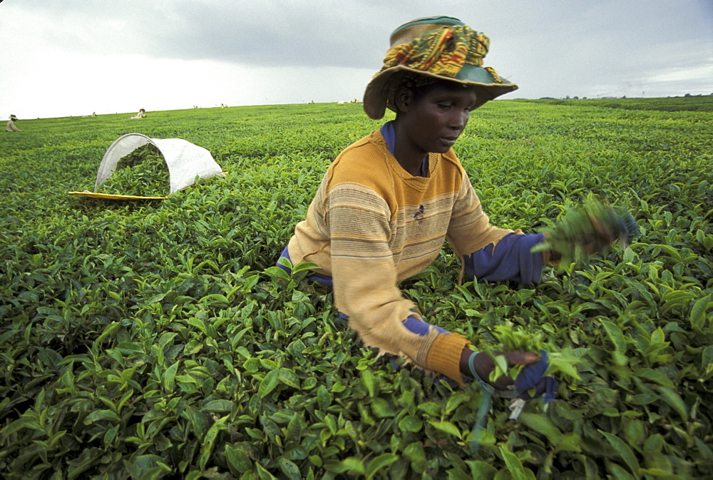 Kenya tea picker kericho