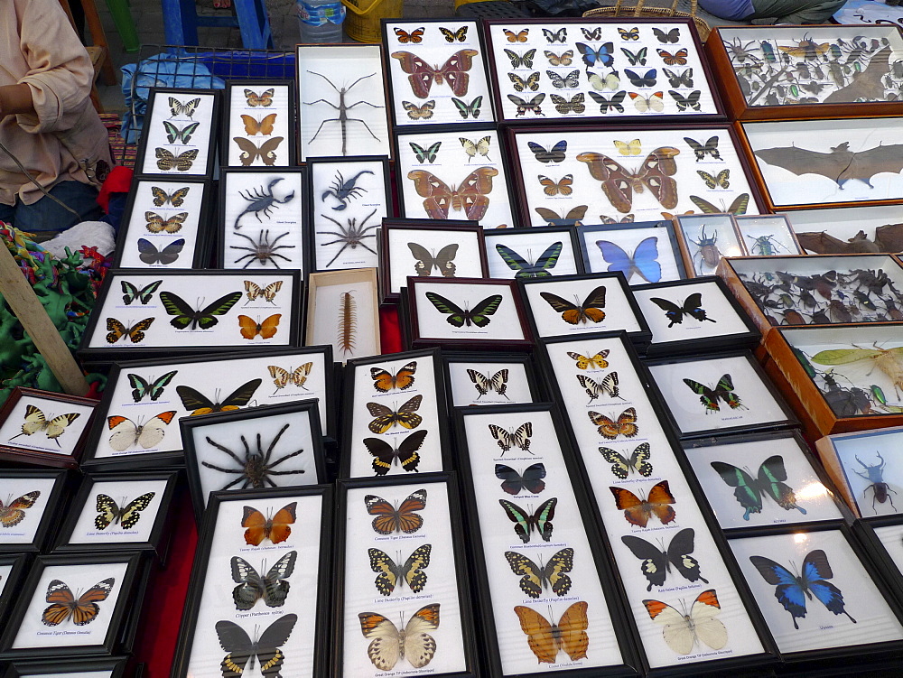 THAILAND Chiang Mai. Stall selling insects and spiders in glass cases. Photo by Sean Sprague