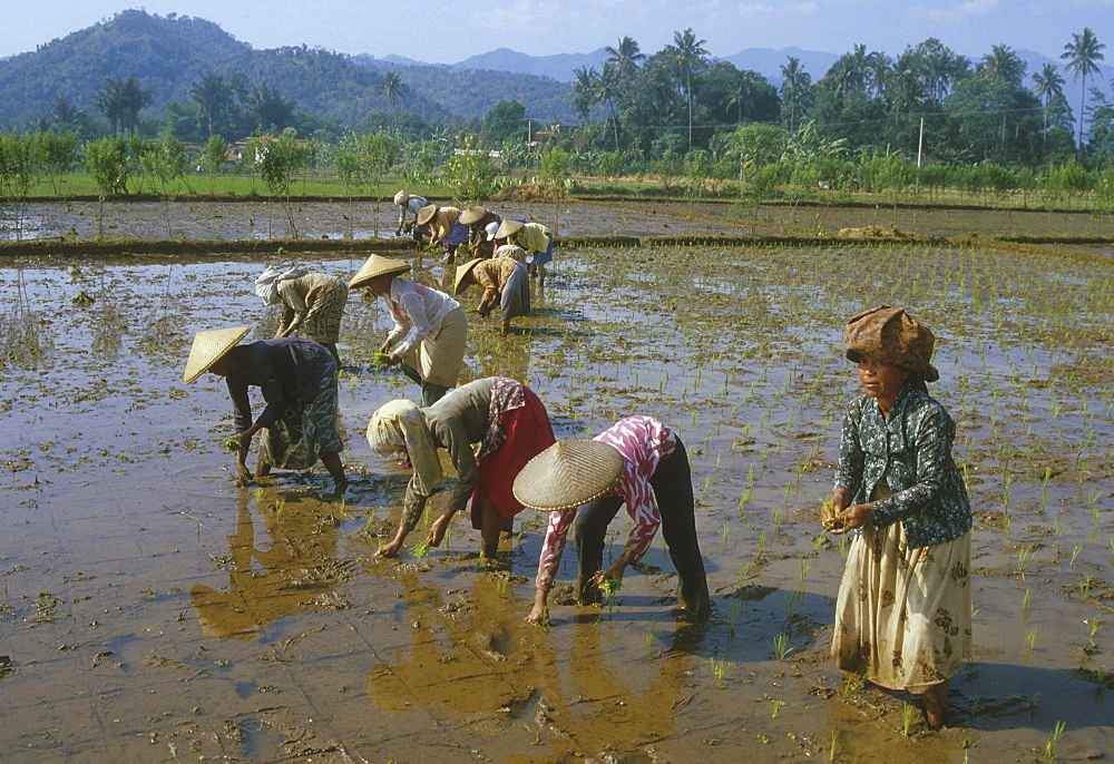 Indonesia planting seedlings