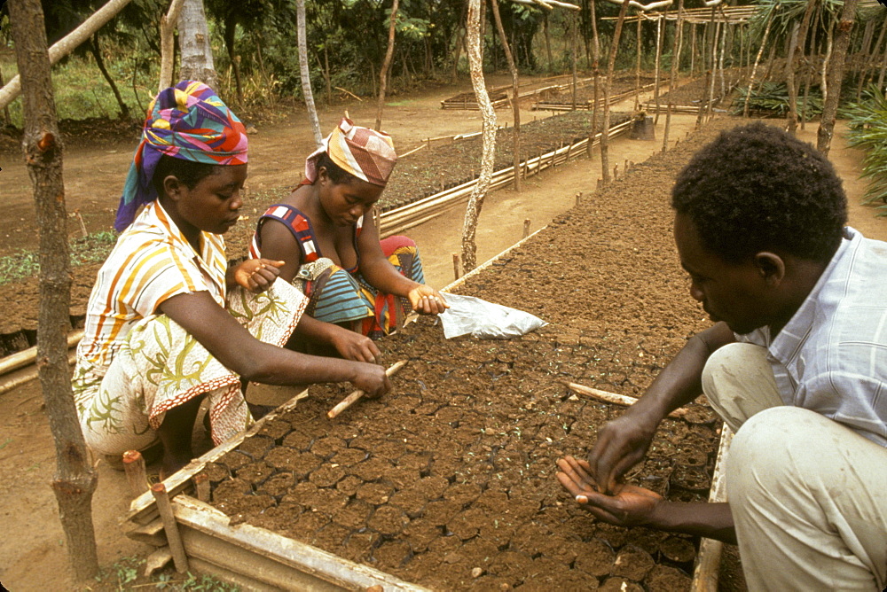 Burundi reforestation nursery, rumonge