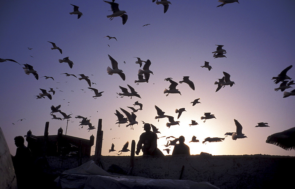 Morocco seagulls, essaouira