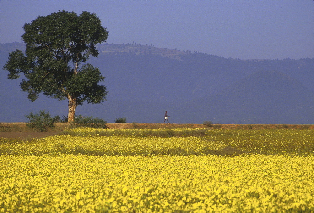 India landscape in bloom bihar