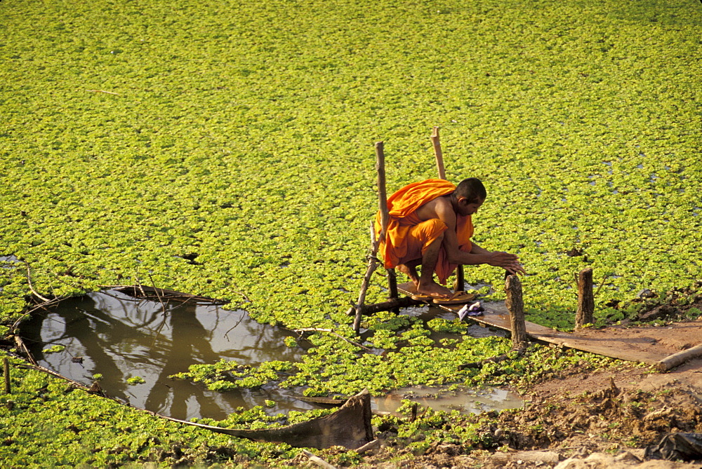 Cambodia buddhist washing himself in a thick floating weeds, beside a temple battambang