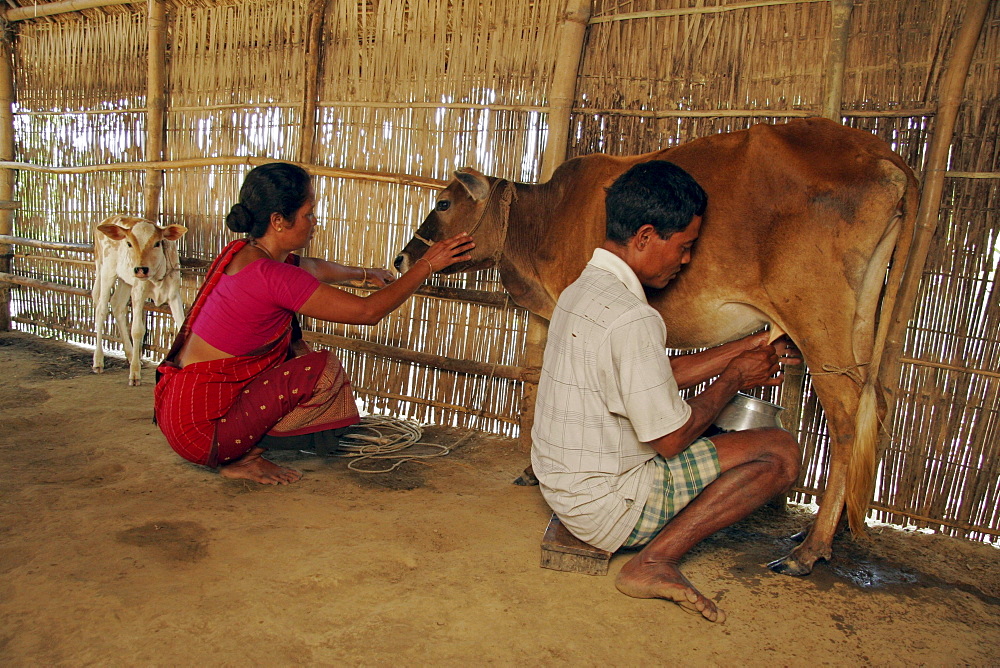 Bangladesh husband and wife of garo tribal minority milking their cow, haluaghat, mymensingh region