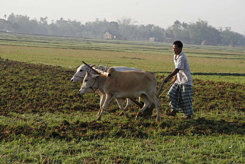 Bangladesh farid pathang of the garo tribal minority ploughing his field with oxen, haluaghat, mymensingh region