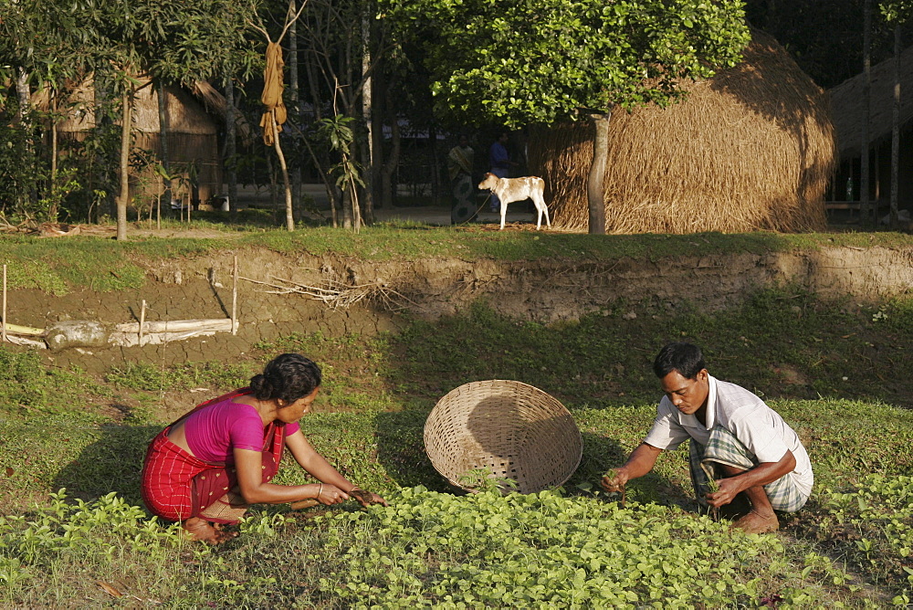 Bangladeshalpona ritchil and husband farid pathang of the garo tribal minority weeding their vegetable garden,haluaghat, mymensingh region