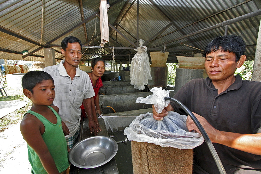 Bangladesh family buying fish fingedrlings for stocking the pond on the farm, at a hatchery in haluaghat, mymensingh region. They are members of the garo tribal minority. Adding oxygen to the plastic bag of fish so they will survive longer in transit.