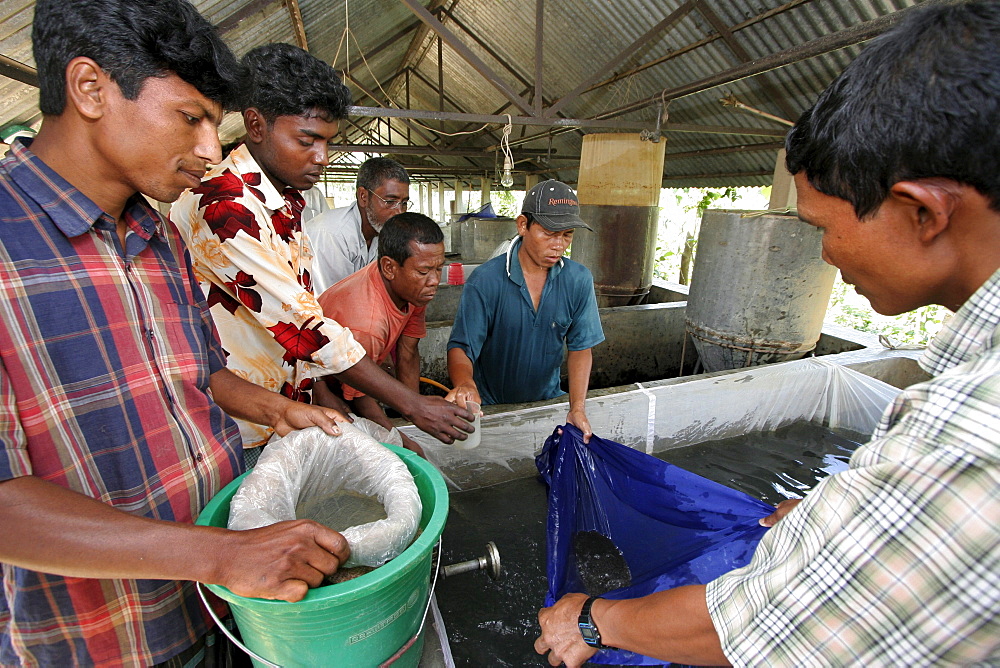 Bangladesh farmers buying fish for breeding, fish hatchery employing scientific methods at haluaghat, mymensingh region