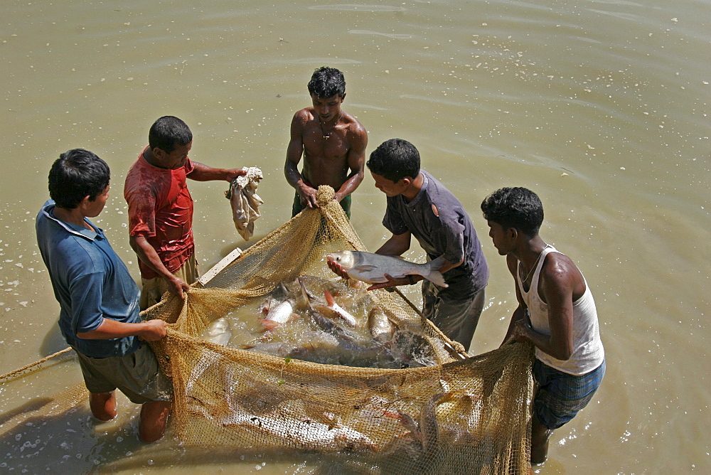 Bangladesh fish caught at a fish hatchery employing scientific methods at haluaghat, mymensingh region