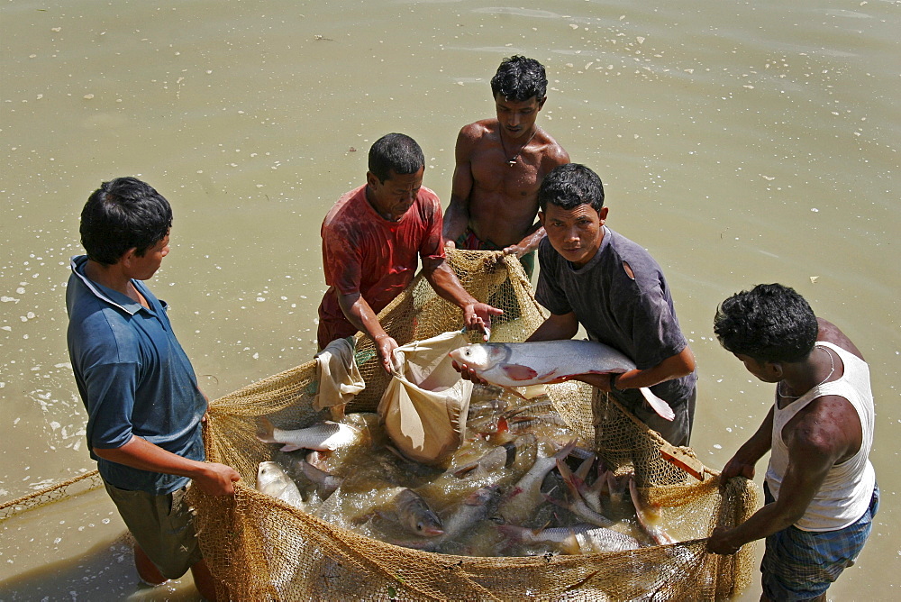 Bangladesh fish caught at a fish hatchery employing scientific methods at haluaghat, mymensingh region