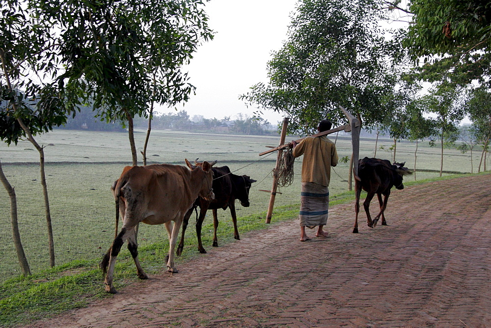 Bangladesh man carrying plouigh and leading his oxen, haluaghat, mymensingh region