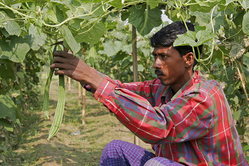 Bangladesh farmer harvesting vegetables, kumargati village, mymensingh region