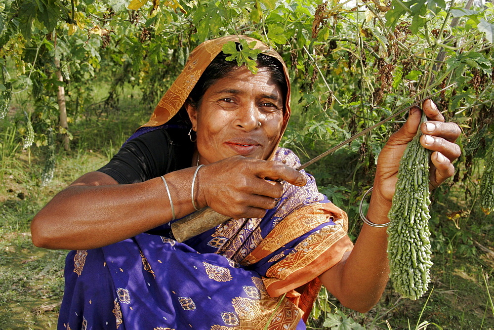 Bangladesh farmer harvesting vegetables, kumargati village, mymensingh region