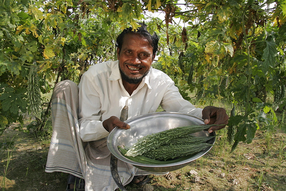 Bangladesh farmer harvesting vegetables, kumargati village, mymensingh region