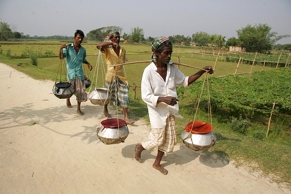 Bangladesh farmers carrying fish fingerlings from a nearby hatchery to the ponds on their farm, kumargati village, mymensingh region