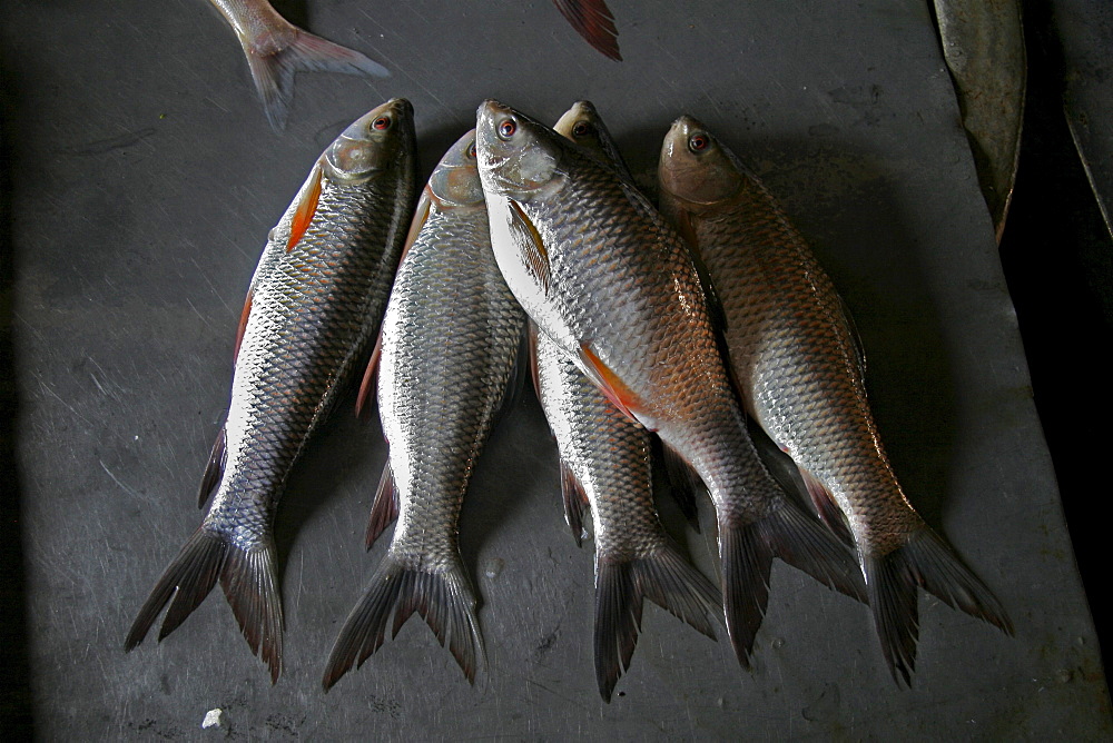 Bangladesh fish on sale at market at haluaghat, mymensingh region