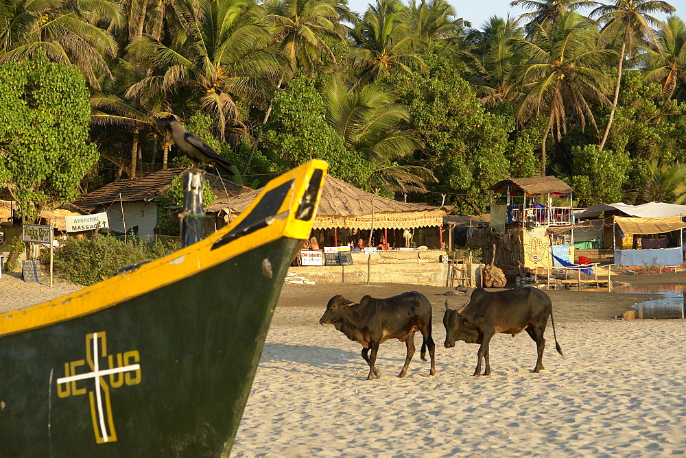 India cows, beach at arambol, goa.