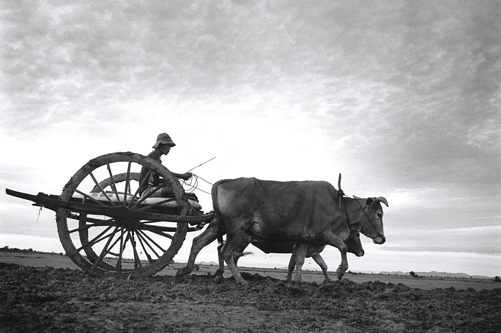 Transport bullock cart near battambang. Battambang, cambodia