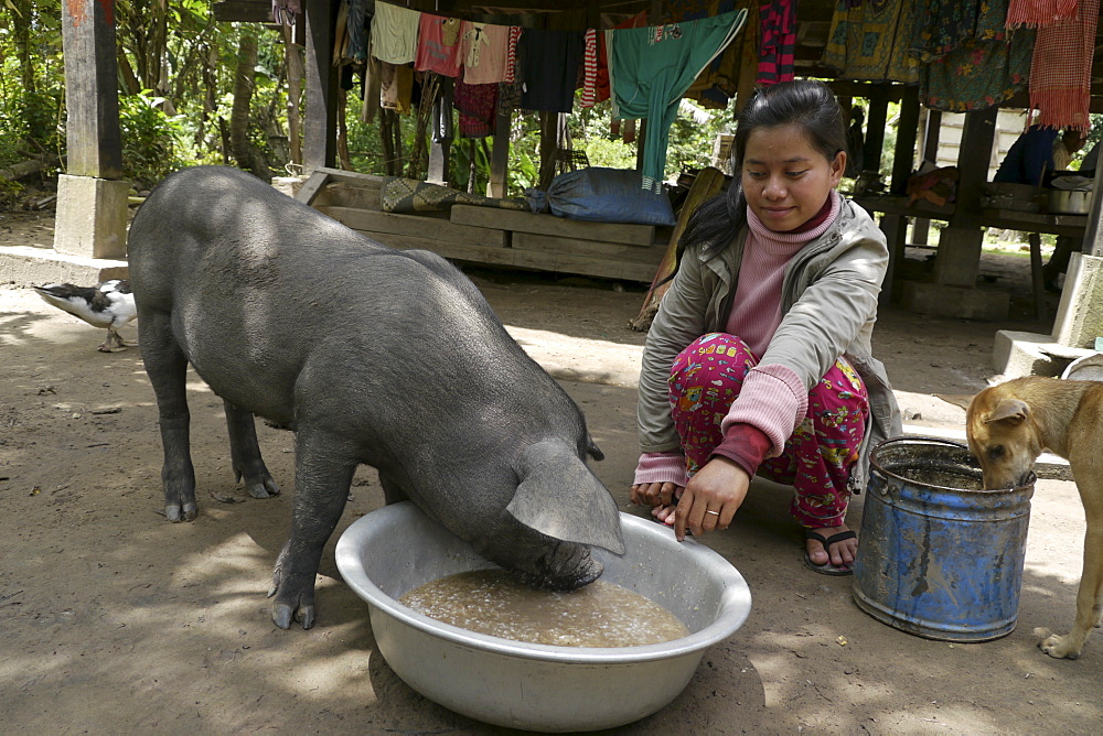 CAMBODIA Woman feeding pig, Ban Bung village, Stung Treng district. 