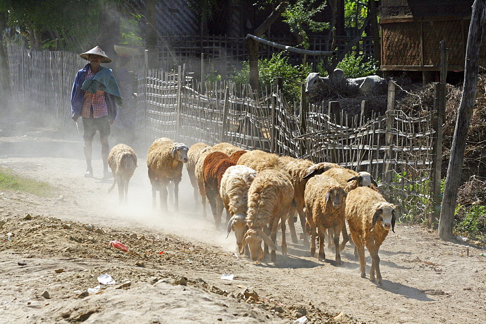 Myanmar herding sheep, mingun, near mandalay 