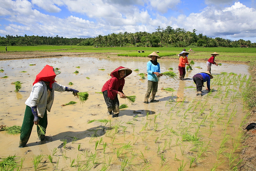 Indonesia sunda, west java