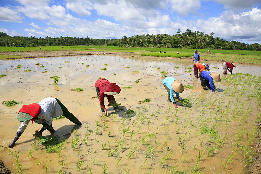 Indonesia sunda, west java