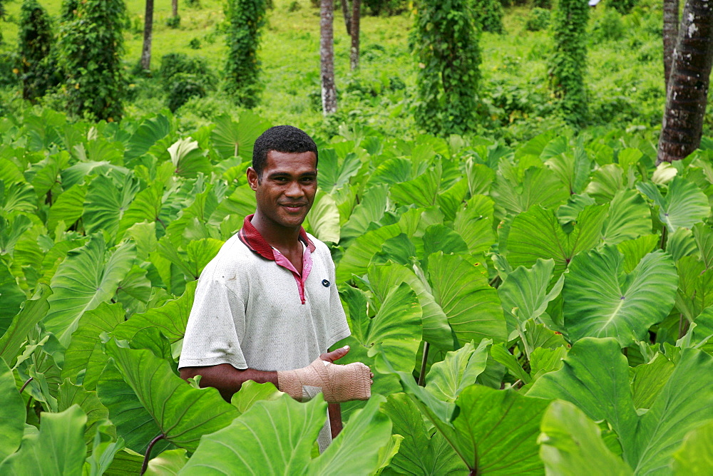 Fiji atanasio dianiroue, 24, in his taro field, taveuni photo by sean sprague