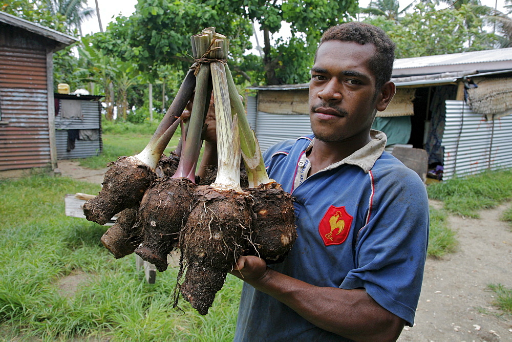 Fiji pio buisena, 23, with taro harvest, lavena village, taveuni photo by sean sprague