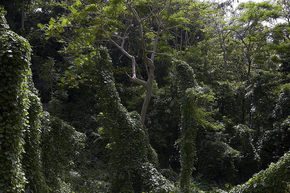 Jamaica. Tropical vegetation near montego bay