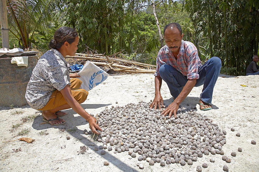 East timor. Marcelino de costa and domingas de sousa, candlenut farmers, drying nuts in the sun. Baucau