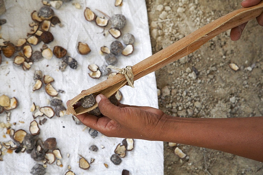 East timor. Detail of nut extraction process. Baucau