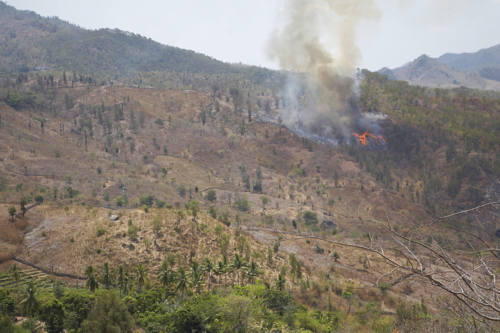 East timor slash and burn farming in oecussi-ambeno