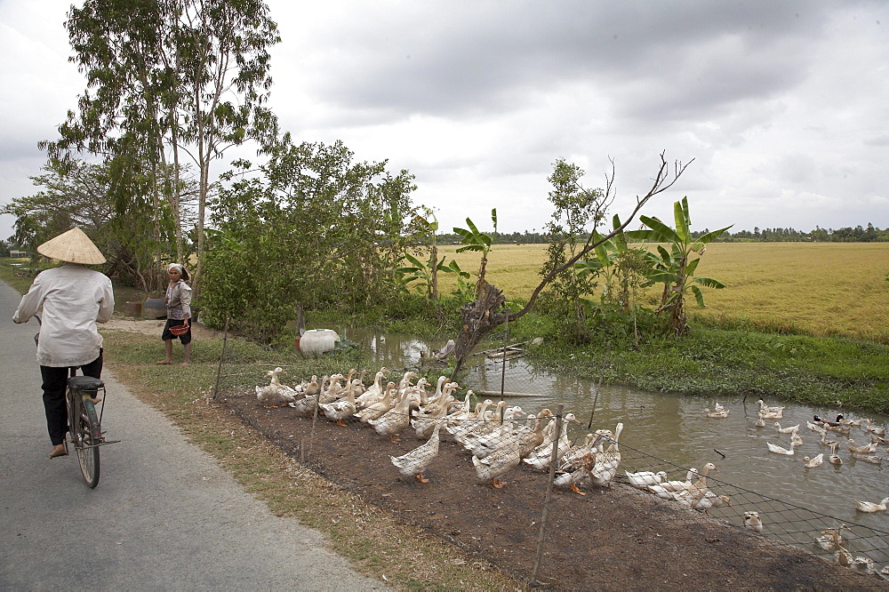 Vietnam farmer on bicycle riding passed ducks. vinh long province