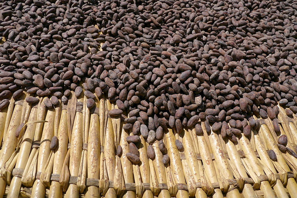 BOLIVIA ECOTOPS projects in Alto Beni. Sandra Gonzales and friend drying cacao beans in the sun, Remolinos