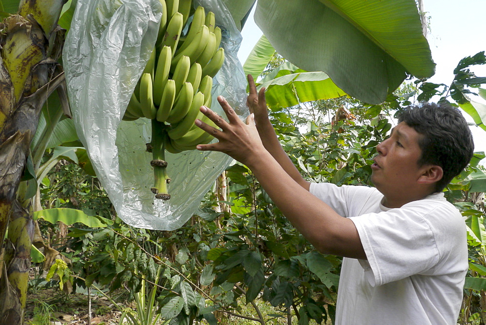 BOLIVIA ECOTOPS projects in Alto Beni. ECOTOPS technician Fortunato Velasquez Marca examining bananas at a farm in Communidad Los Palmeroa